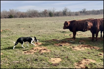 Rhodes Stockdogs