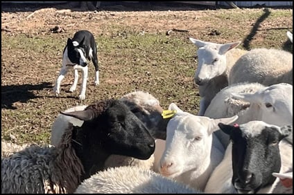 Rhodes Stockdogs