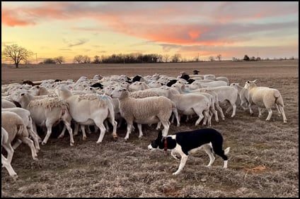 Rhodes Stockdogs