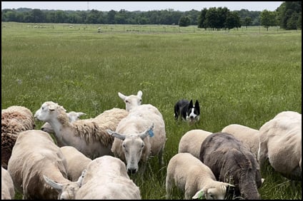 Rhodes Stockdogs