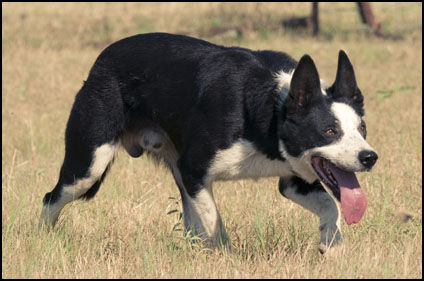 Rhodes Stockdogs