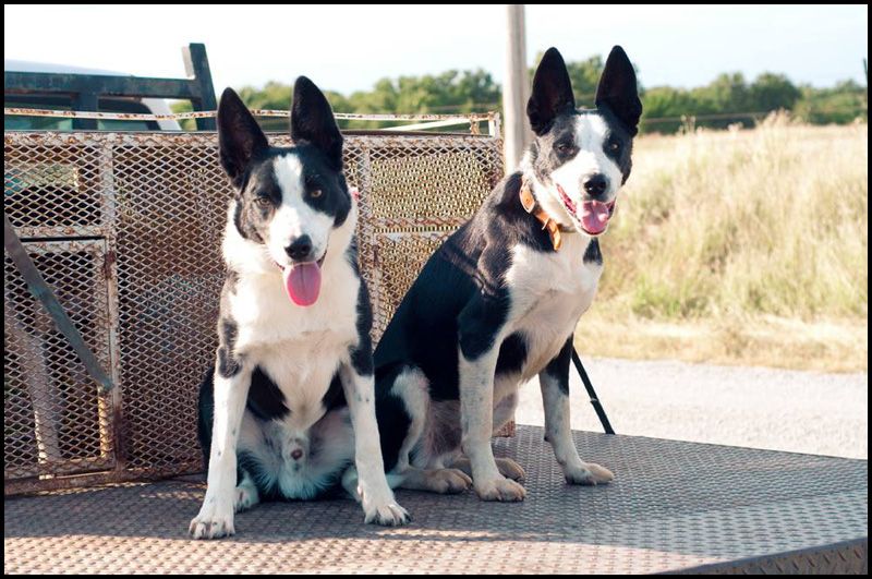 Rhodes Stockdogs