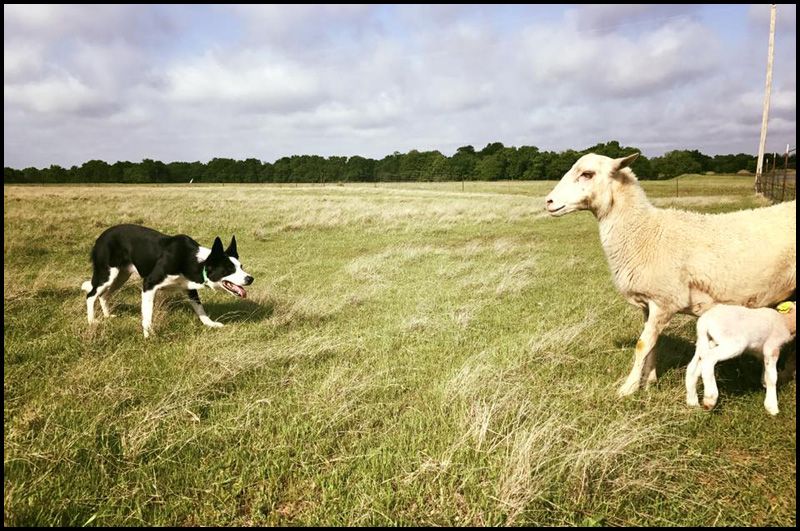 Rhodes Stockdogs