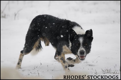 Rhodes Stockdogs