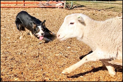 Rhodes Stockdogs