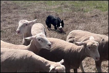 Rhodes Stockdogs