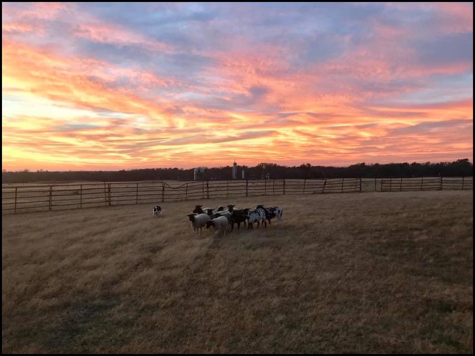 Rhodes Stockdogs