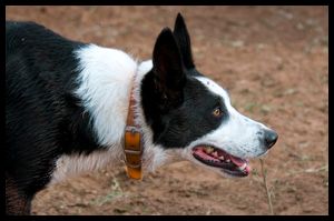 Rhodes Stockdogs