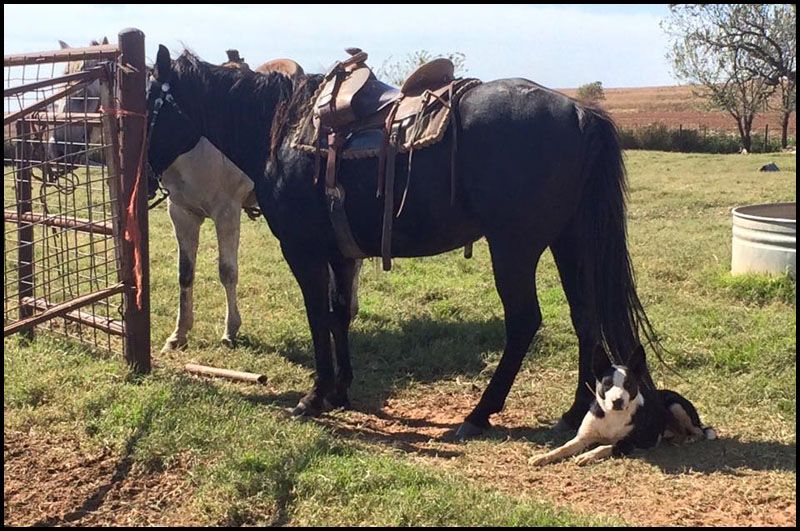 Rhodes Stockdogs