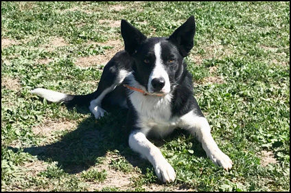 Rhodes Stockdogs