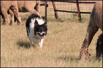 Rhodes Stockdogs