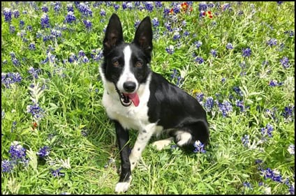 Rhodes Stockdogs